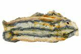 Mammoth Molar Slice With Case - South Carolina #349974-1